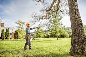 Best Tree Disease Treatment  in Blue Ridge, TX