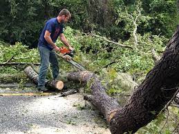 Best Arborist Consultation Services  in Blue Ridge, TX