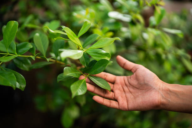 Best Tree Trimming and Pruning  in Blue Ridge, TX