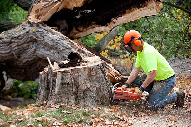 Best Leaf Removal  in Blue Ridge, TX