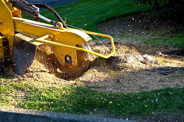 Best Root Management and Removal  in Blue Ridge, TX