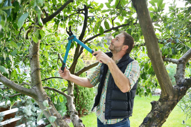 Best Fruit Tree Pruning  in Blue Ridge, TX